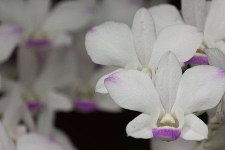 white orchid Purple petals with small spotsの写真素材