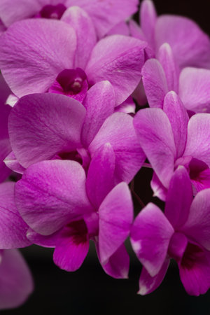 Set of macro images of purple orchidsの写真素材