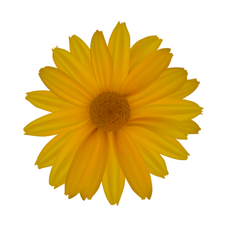 Yellow daisy isolated on white backgroundのイラスト素材