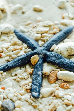Blue starfish on coral sandの写真素材