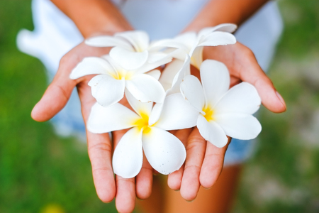 Young female hands offering frangipani, flumeria flowersの写真素材