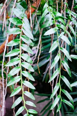 Orchid flower planted on a dry wood, in asiaの写真素材