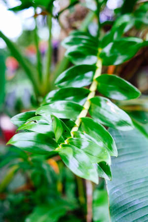 Orchid flower planted on a dry wood, in asiaの写真素材