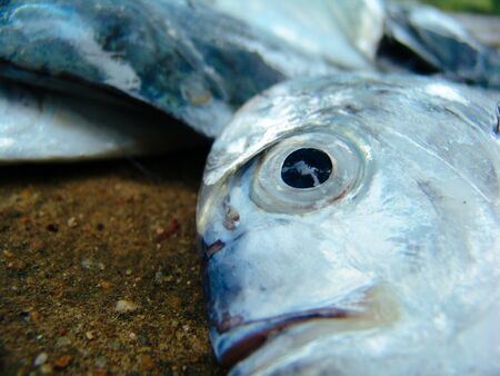 Fisherman catch of fresh tropical fishes. morning market in Asiaの写真素材