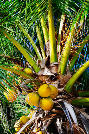 Fresh green young coconut fruit, on the coconut treeの写真素材