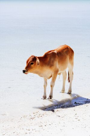 Little cow like white sandy  beach tooの写真素材