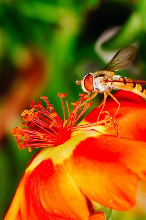 Little bee collecting polen from a red flower in garden