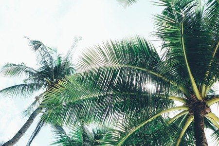 Coconut palm tree with sunlight passing throughの写真素材