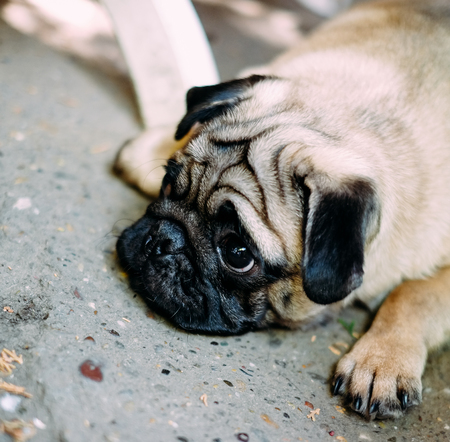 Baby pug. Dog pug. Close up face of a verry Cute pugの写真素材