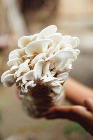 Mushroom cultivation growing in farmMushroom cultivation in organic farms Fresh mushroom growing on a special soil on a mushroom production.の写真素材