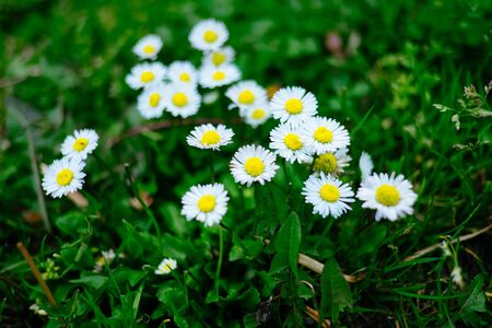 Blooming fresh field of camomiles as a background. spring and summer flower.