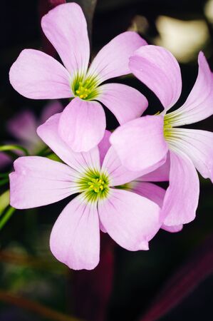 Closeup of Beautiful Purple Shamrock - Oxalis triangularis, flowering in gardenの写真素材