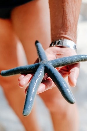Blue starfish holding in man's hand, Blue starfish found on the white coral sand beach in boracay...