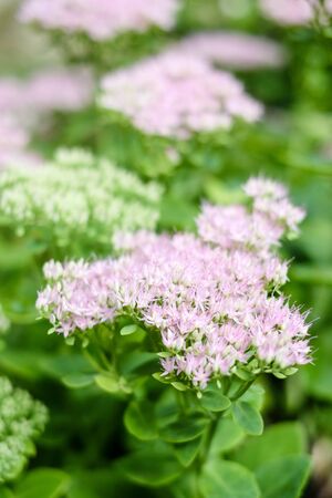 Rhodiola rosea flowering, medicinal plant closeup shotの写真素材