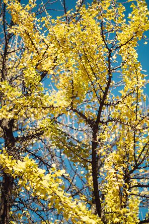 Photo of Golden Autumn Ginkgo Biloba Tree Leaves in autumn