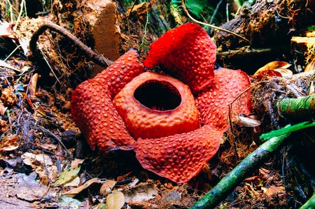 Rafflesia the biggest flower in the world. This species located in Ranau Sabah Borneo. Malaysiaの写真素材