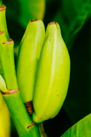 Close up green Raw Bananas. Young green banana on tree. Unripe bananas close upの写真素材