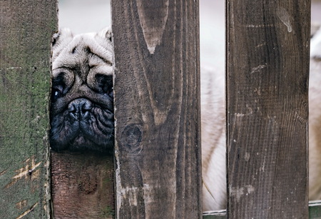 Baby pug. Dog pug. Close up face of a very Cute pugの写真素材