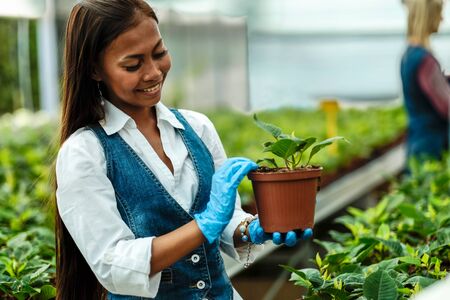 Young pretty Asian woman agronomist with tablet working in greenhouse inspecting the plants.の写真素材