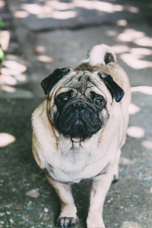 Baby pug. Dog pug. Close up face of a very Cute pugの写真素材