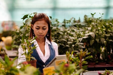 Young pretty Asian woman agronomist with tablet working in greenhouse inspecting the plants.の写真素材