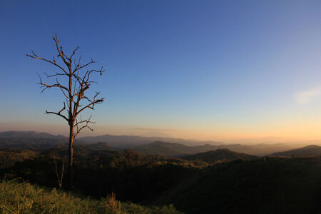evening sunset and dead tree on mountainの写真素材