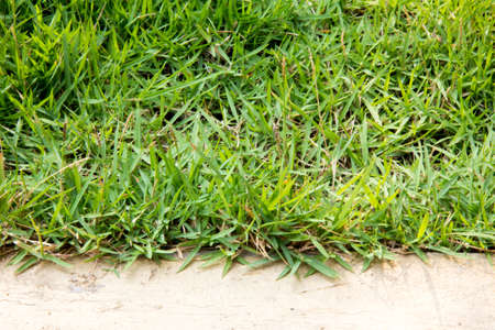 grass and concreteの写真素材