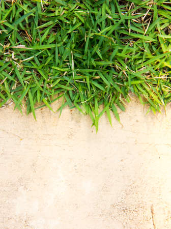 grass and concreteの写真素材