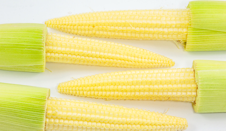 baby corn on whitebackgroundの写真素材