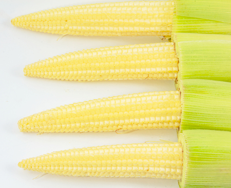 baby corn on whitebackgroundの写真素材