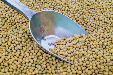 soy bean with silver scoopの写真素材