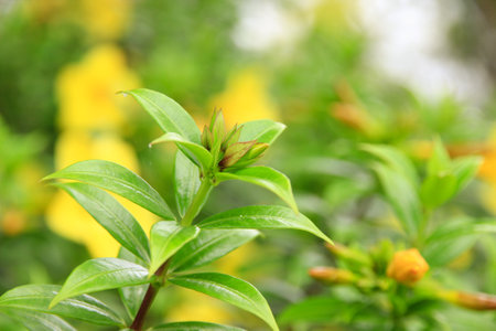 Natural fresh green leaves provide fresh air at the park.