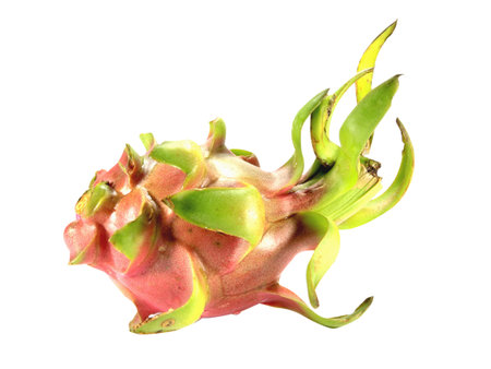 One dragon fruit isolated on white background with clipping path.の写真素材