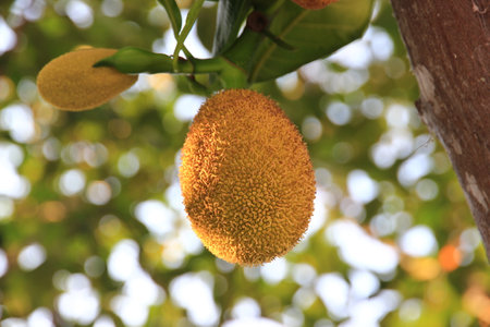 A jackfruit on the tree ripe and ready to eat. Fruit with yellow flesh, sweet taste, crispy.の写真素材