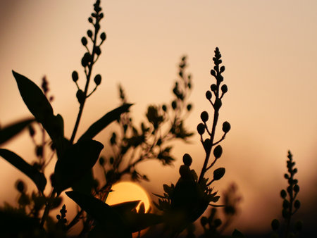 Tree silhouette sunset over trees on the hill in hot summer evening beautiful sunset background.の写真素材