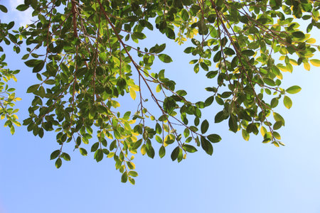green leaf or tree branch with bokeh background. Naturally beautiful.
