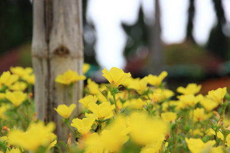 A small yellow flower in the garden.It's naturally beautiful.の写真素材