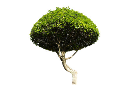 Green shrubs or trees for garden decoration isolated on white background with clipping path.