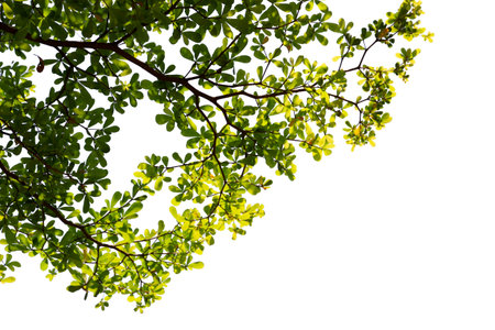 Green leaf or branch isolated on white background with clipping path.