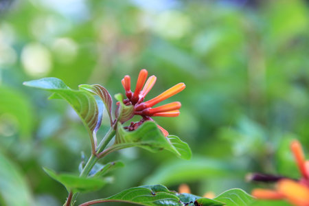 Colorful flowers in the garden beautiful and natural.の写真素材