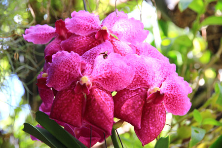 purple orchid in the garden beautiful and natural with green bokeh background.