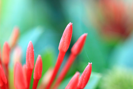 Colorful flowers in the garden beautiful and natural with blurry background.Macro image.