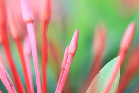 Colorful flowers in the garden beautiful and natural.の写真素材