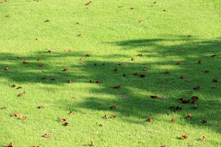 Reflection of the trees and small fragments of leaves on the bright green lawn.