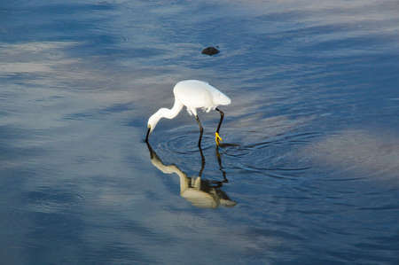 Sea birds on wetlandsの写真素材