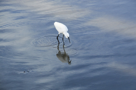 Sea birds on wetlandsの写真素材