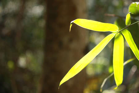 Green Leavesの写真素材