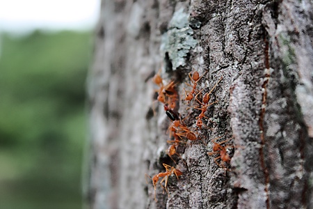 Group of working antの写真素材