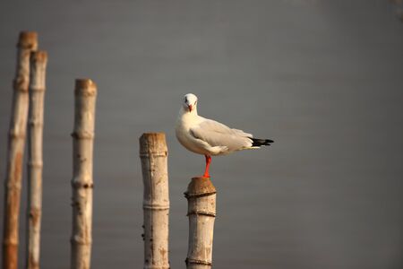 seagull bird stand on a bambooの写真素材