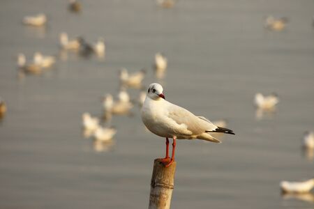 Seagull stand alone on bamboo treeの写真素材